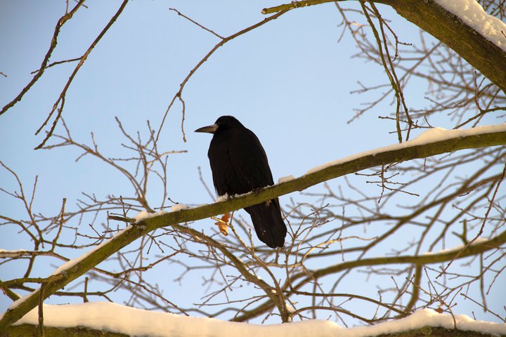 Bird on a tree