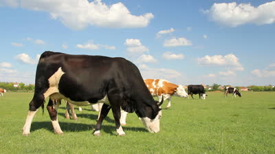 Cow in Pasture
